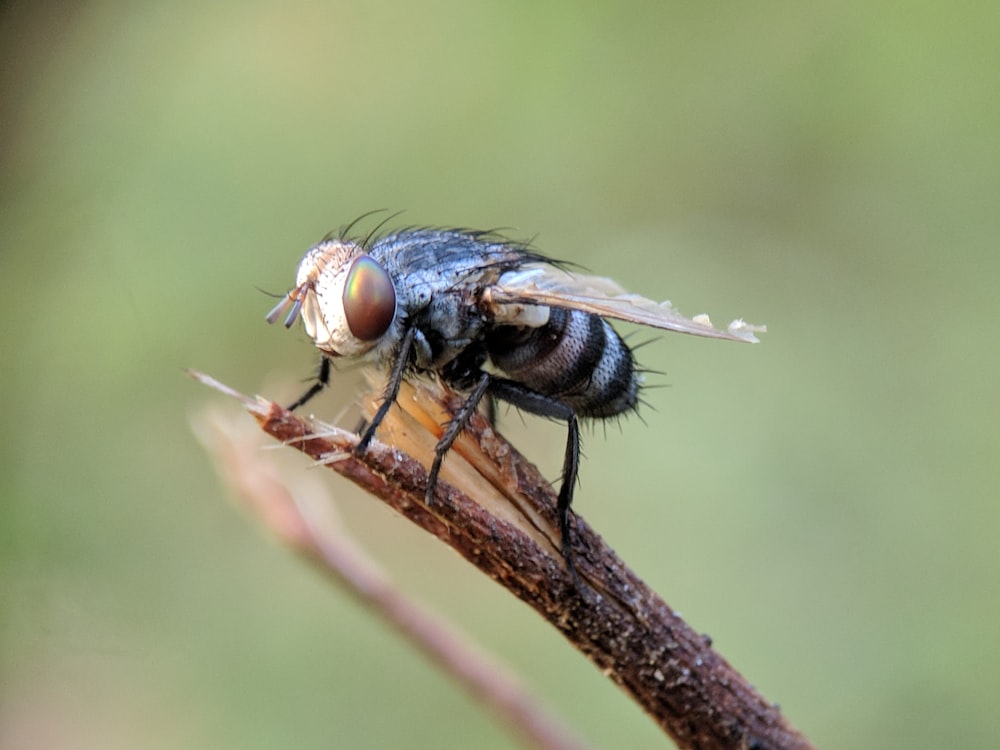 Mosca negra