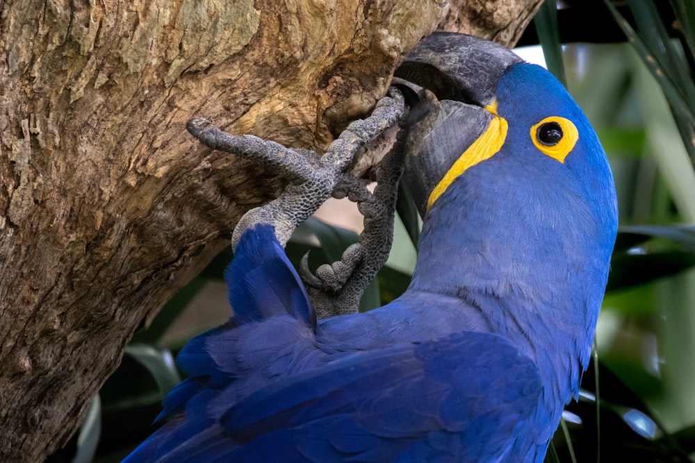 blue parrot