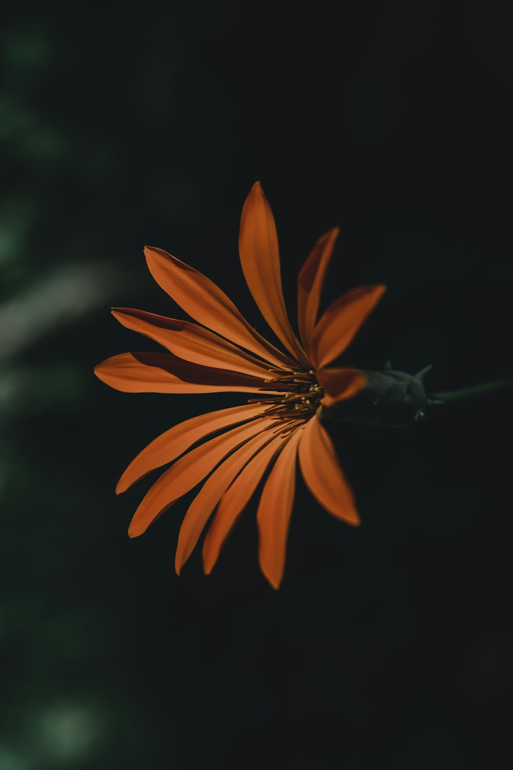 orange encrusted petal flower