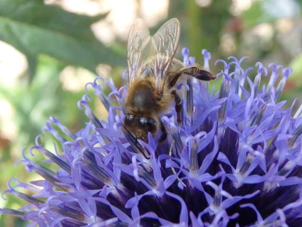 selective focus photography of bee perching on purple clustered flower