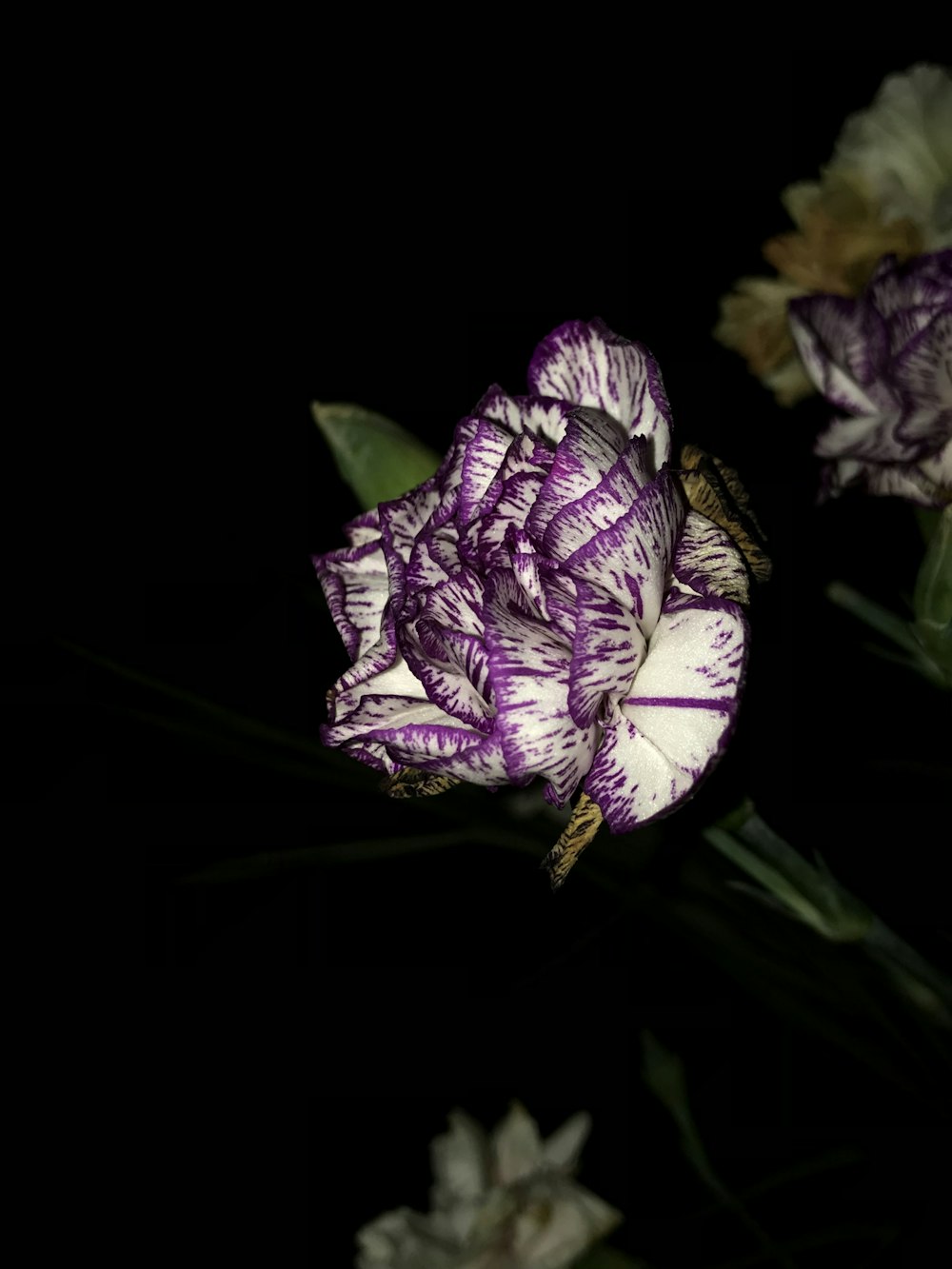 micro photography of purple-petaled flower