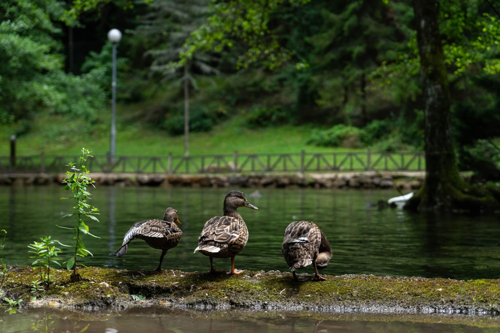 three brown ducks