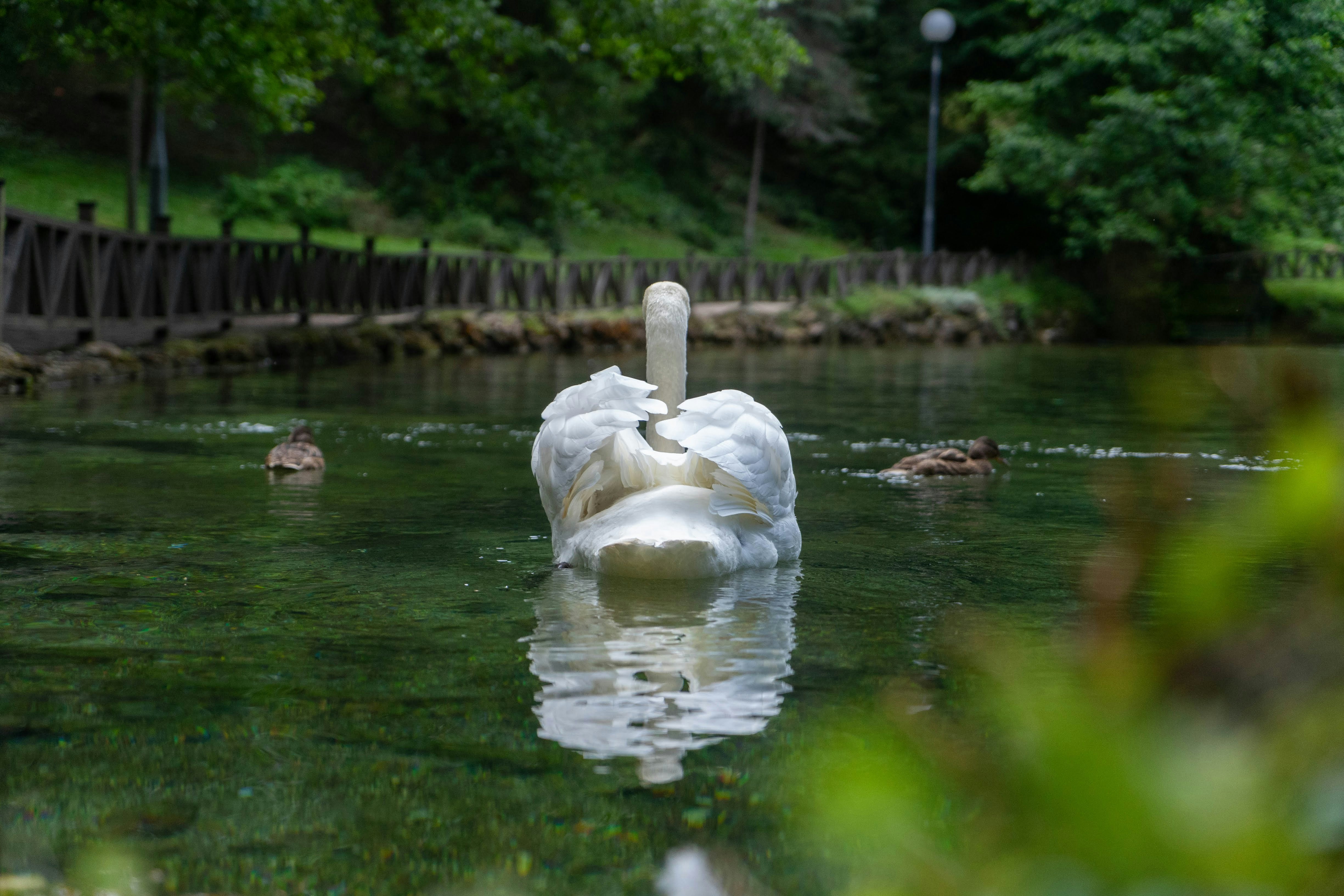 Weißer Schwan auf See Selektive Fotografie