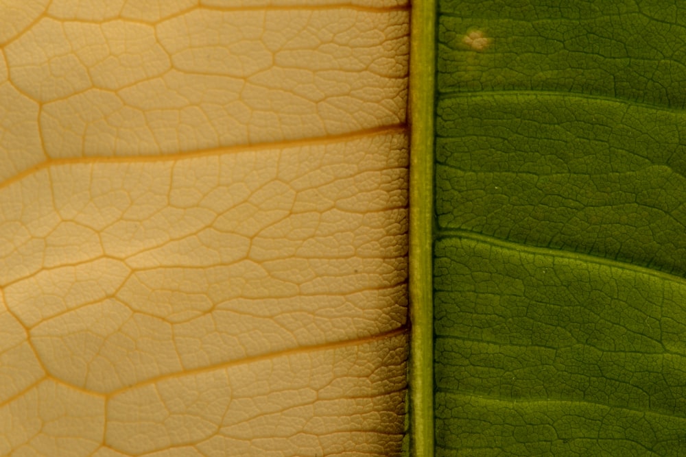 Eine Nahaufnahme eines grün-weißen Blattes
