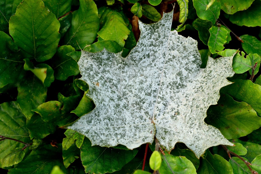 white leaf on green plant