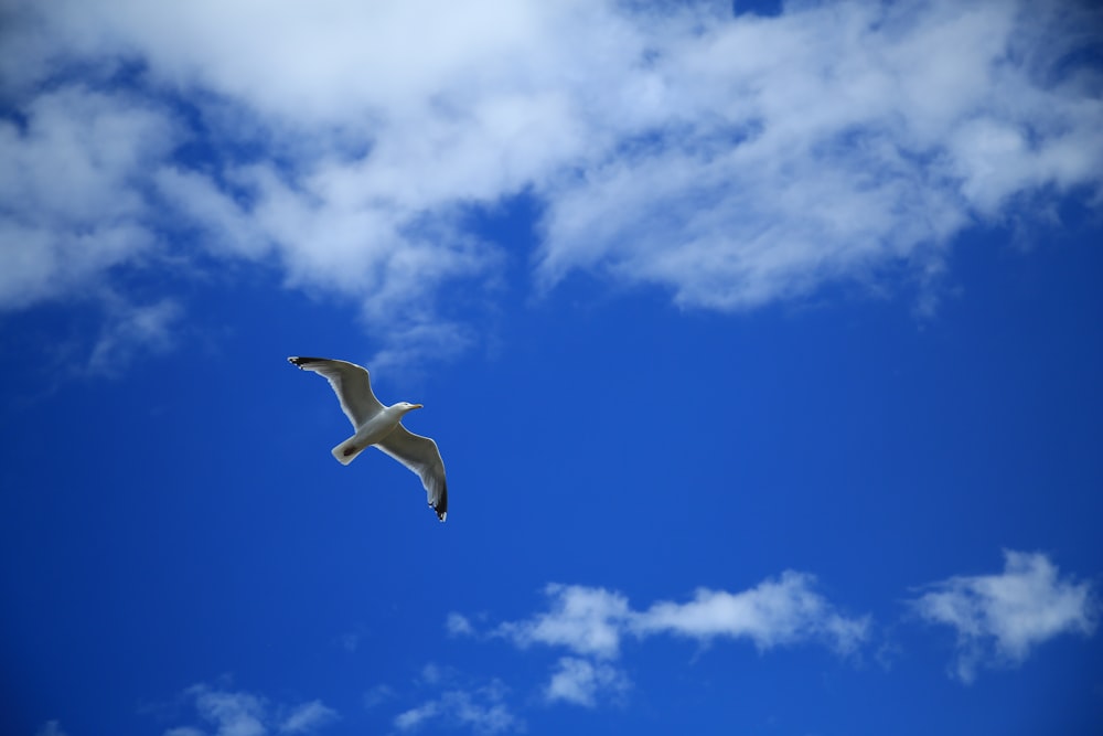 하얀 구름 낀 하늘 아래 날고 있는 흰 알바트로스