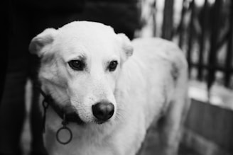 Close-up of a well-groomed attentive dog wearing a training collar against a neutral background.