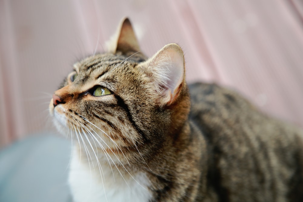 tabby cat looking upward