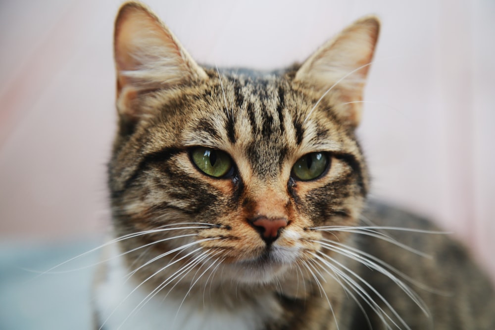 grey and brown cat with long whiskers