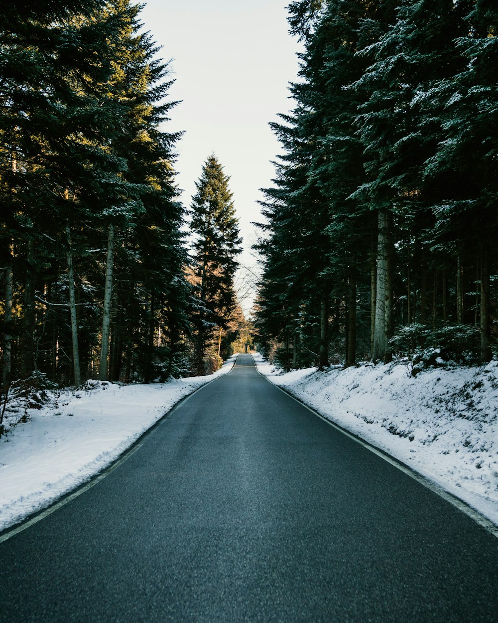 green leafed trees covered with snow