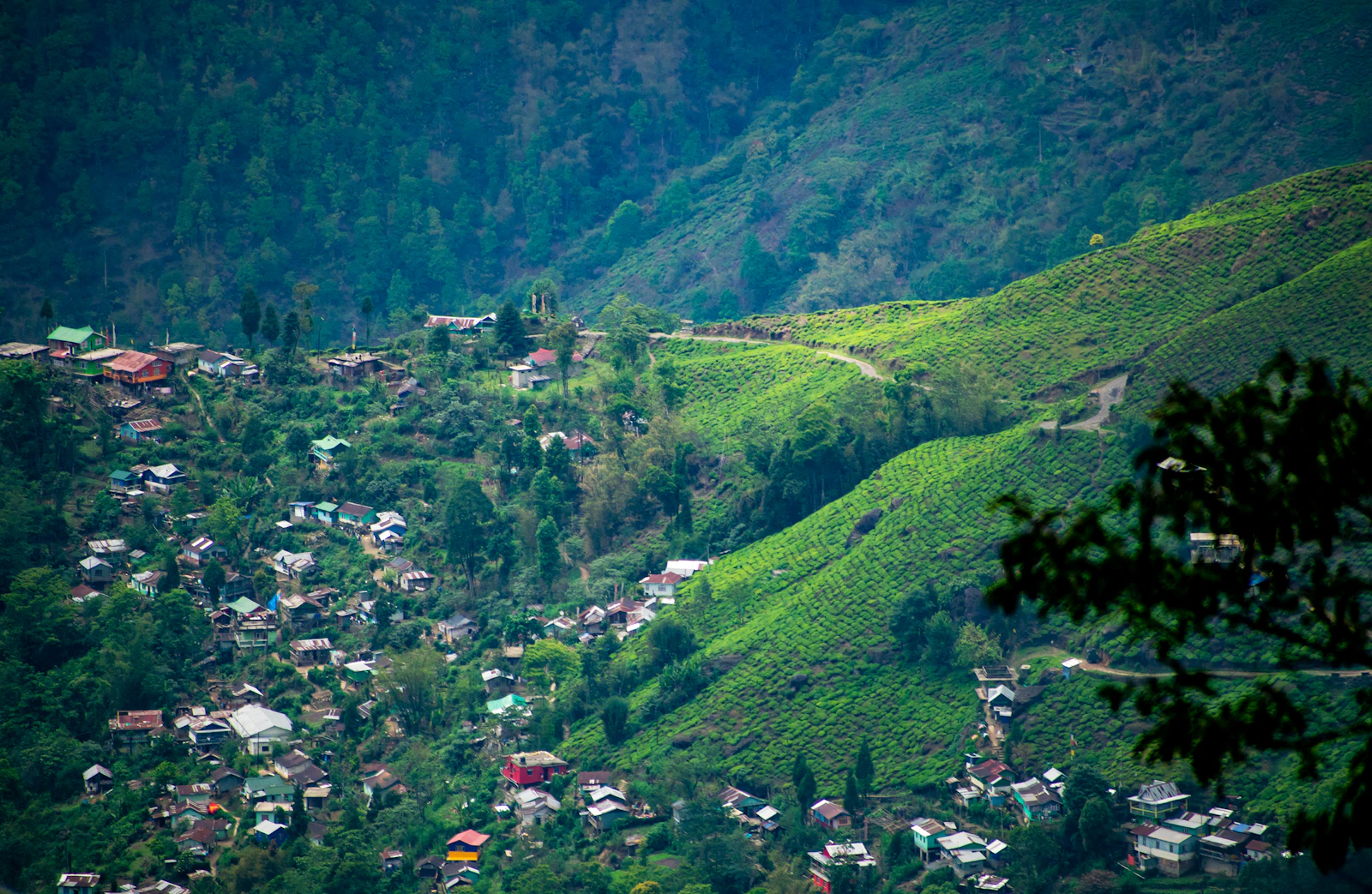 A hill village surrounded by green tea gardens in Darjeeling.