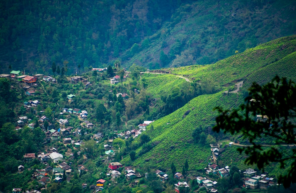 houses on green inclined land