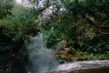 Ice bath with steam rising, framed by dark jungle foliage and moody shadows.