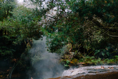 Ice bath with steam rising, framed by dark jungle foliage and moody shadows.