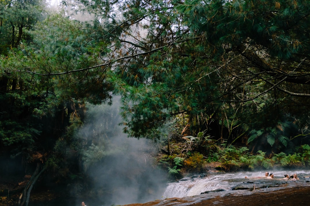 flowing body of water surrounded with tall green trees