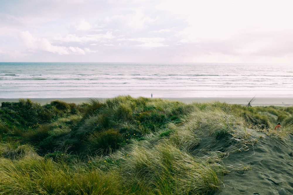 field of green grass near seashore