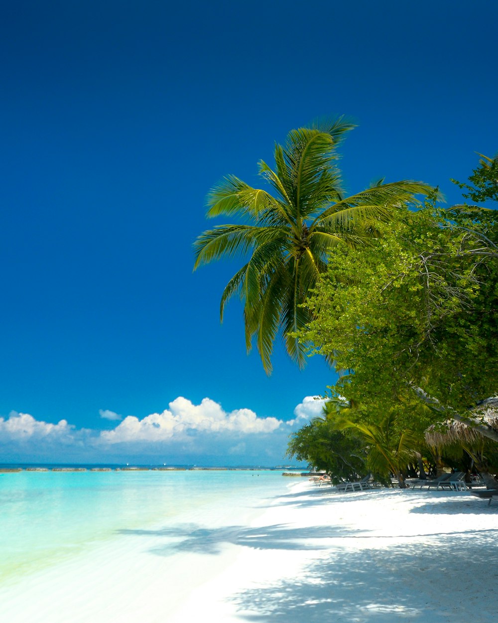 green coconut tree near seashore