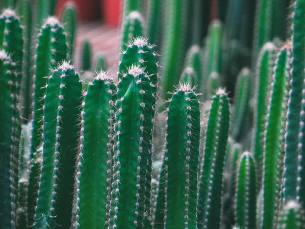 selective focus of green cacti during daytime