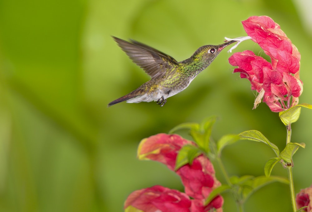 gray humming bird