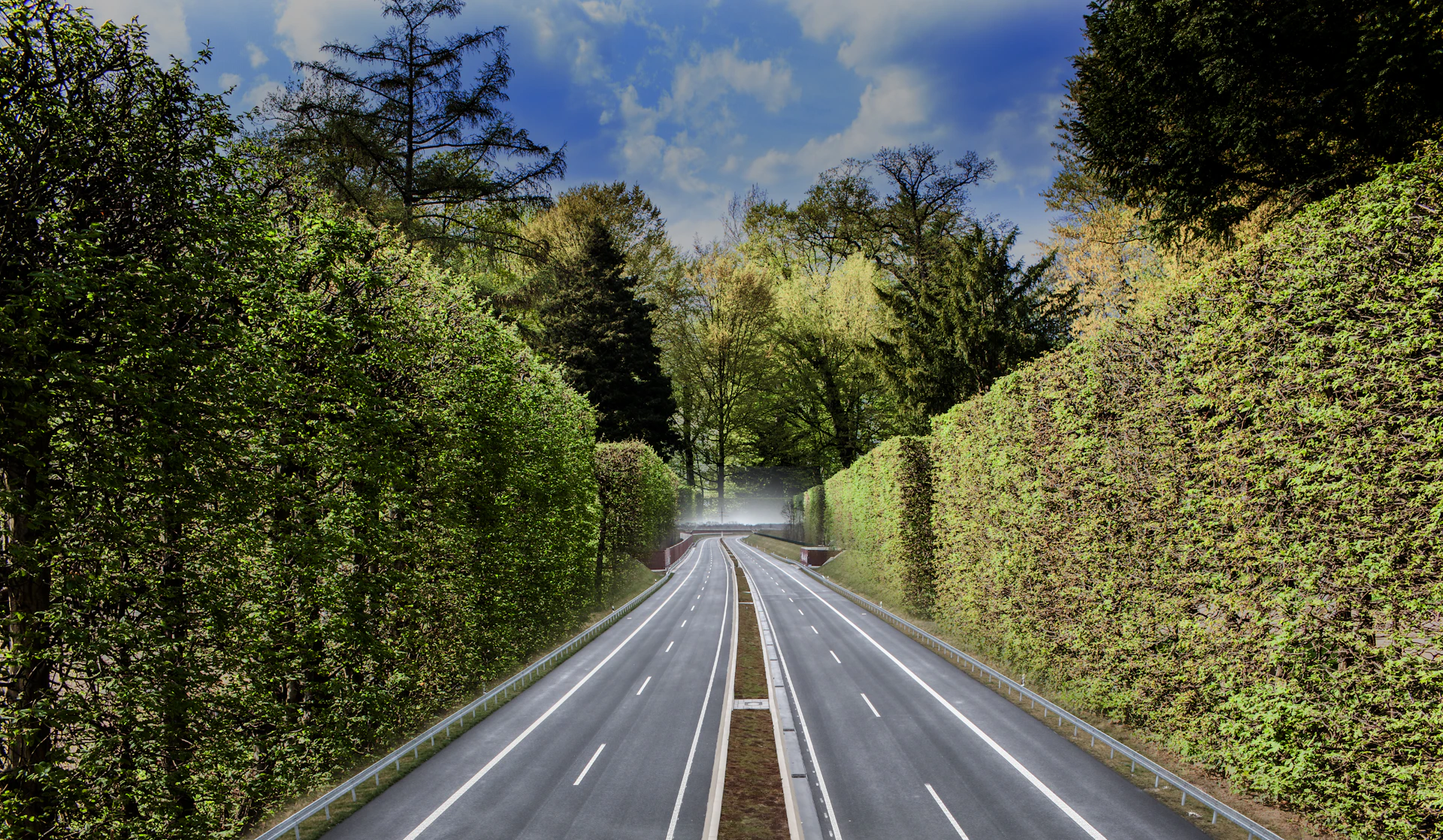 empty road in between bushes