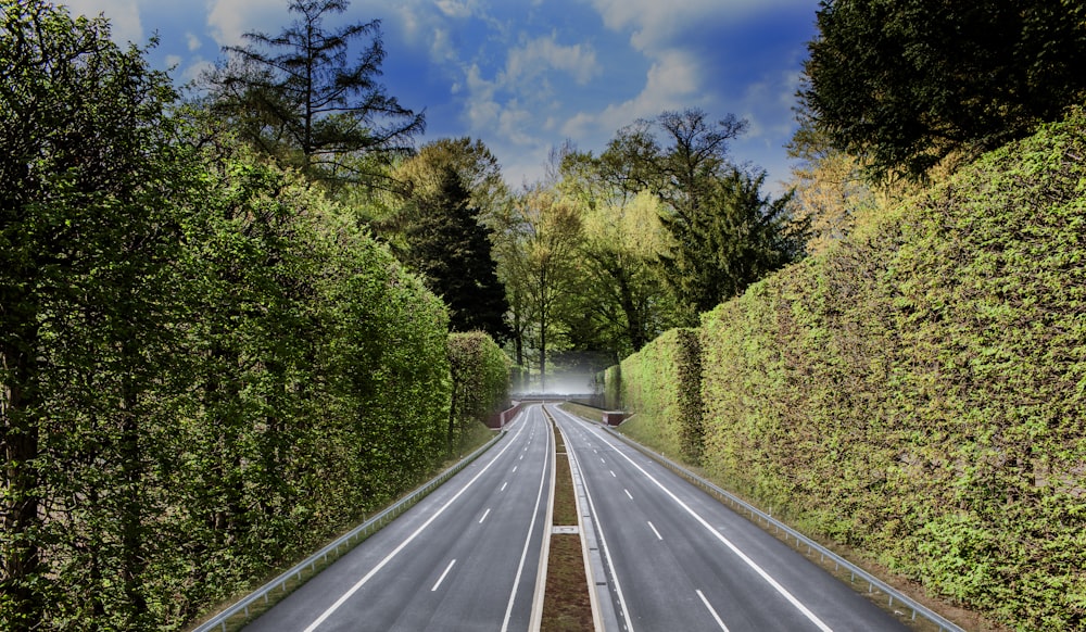 empty road in between bushes