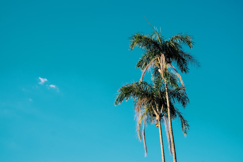 low-angle photography of palm trees under calm blue sky