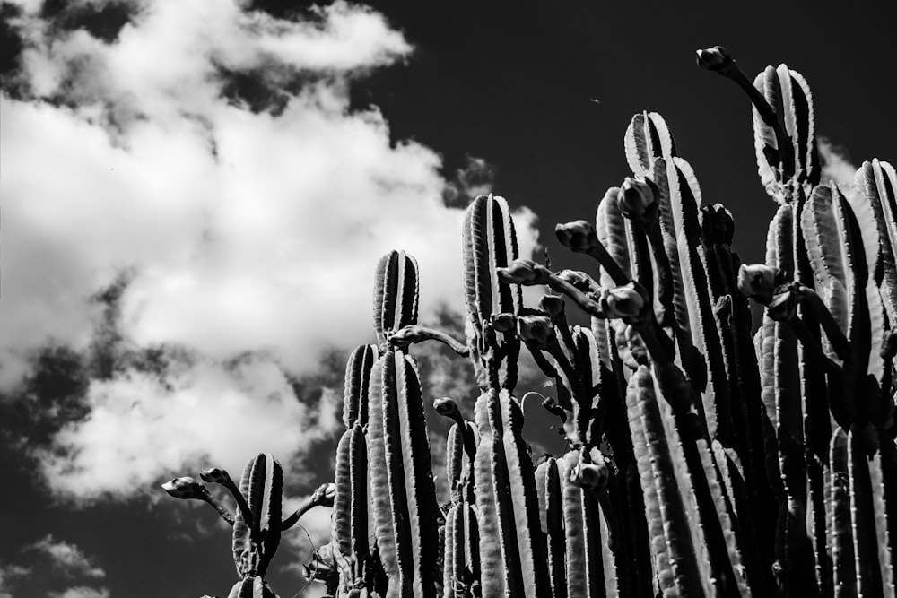 grayscale photo of cactus under cloudy sky