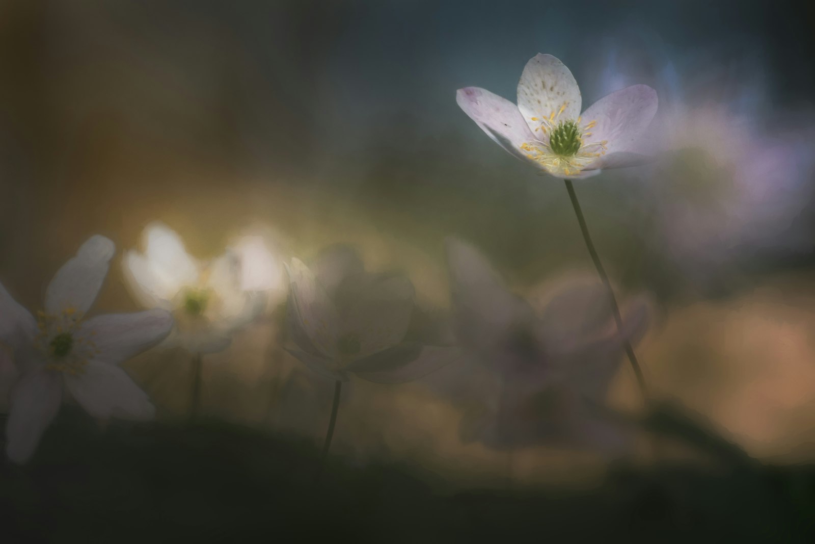 Sigma 150mm F2.8 EX DG Macro HSM sample photo. White 5-petaled flower photography