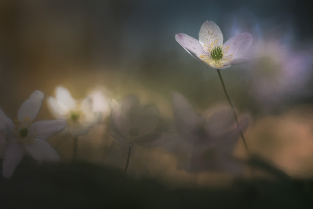 white 5-petaled flower