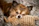 close up photo of brown short coated dog laying on plush toy