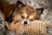 close up photo of brown short coated dog laying on plush toy