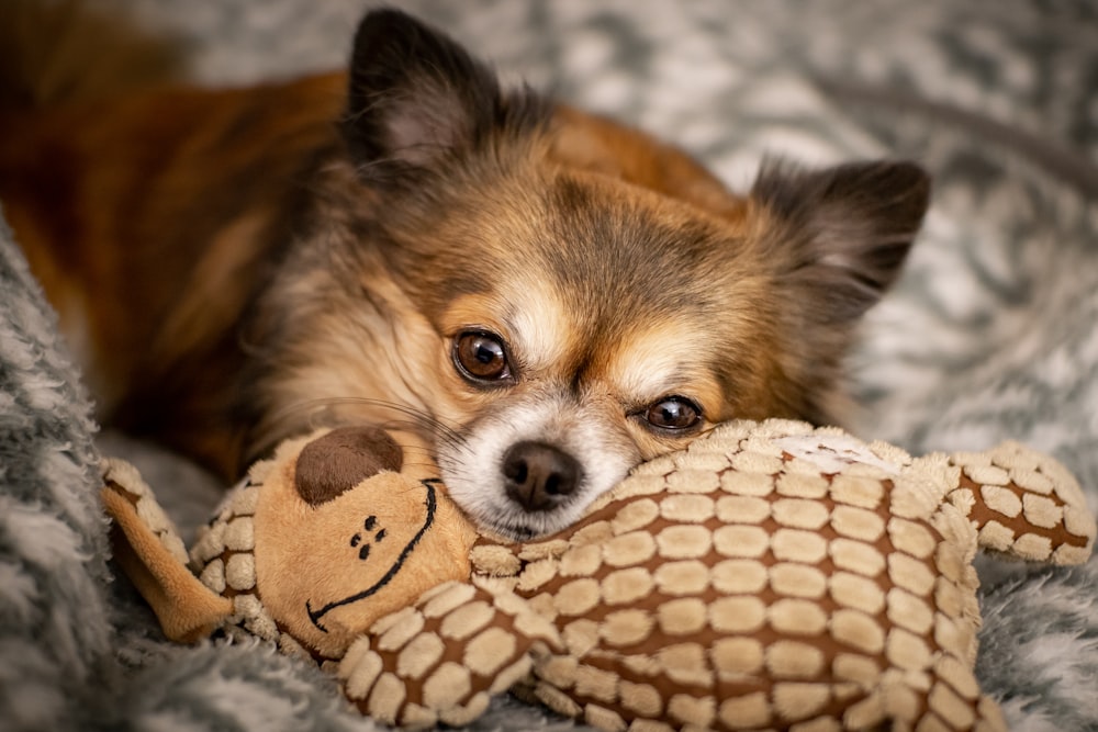 close up photo of brown short coated dog laying on plush toy