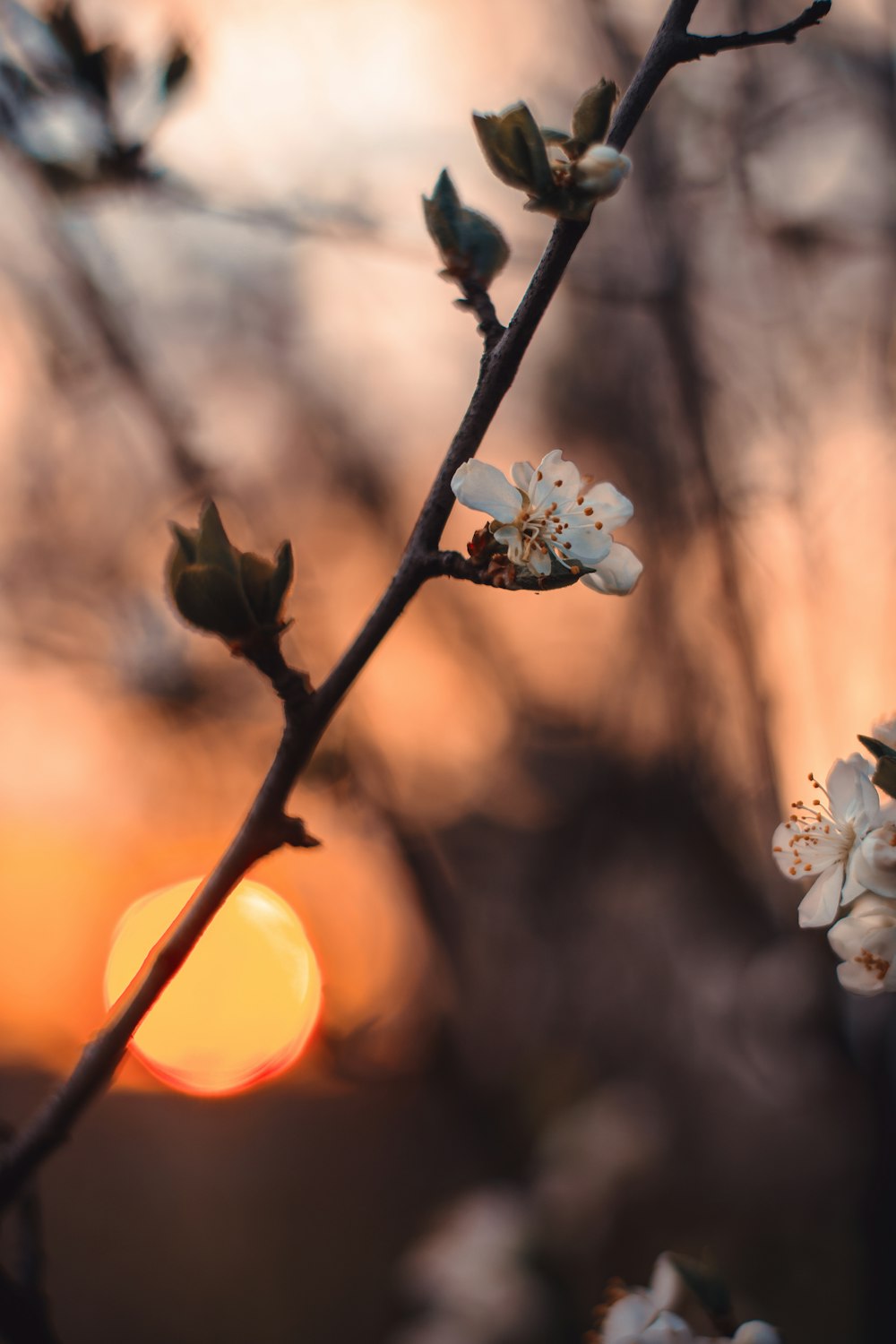日没時の白い花びらの花の選択写真