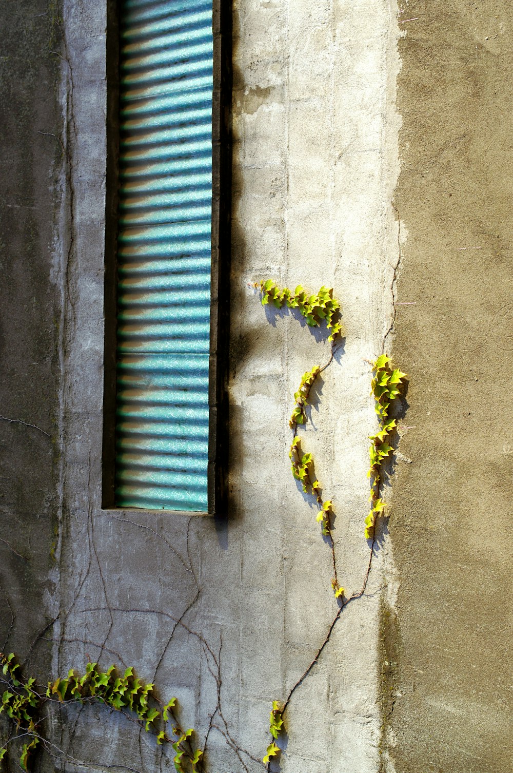 yellow flowers