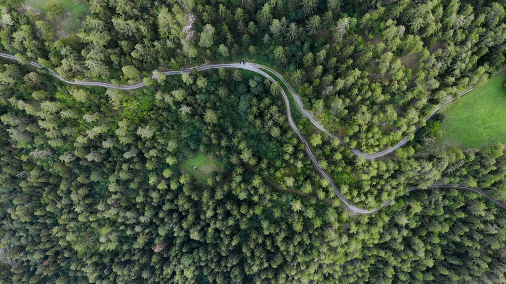 high-angle view of forest