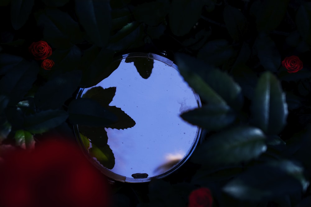 round mirror in between red and green plants