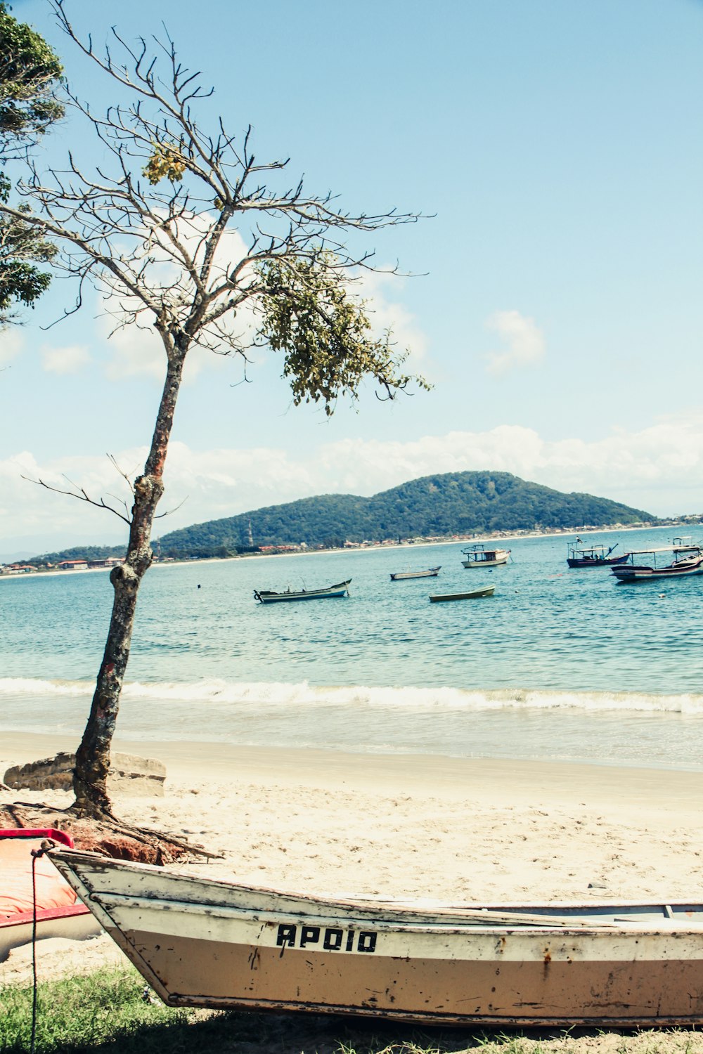 brown and white wooden boat on shore beside tree