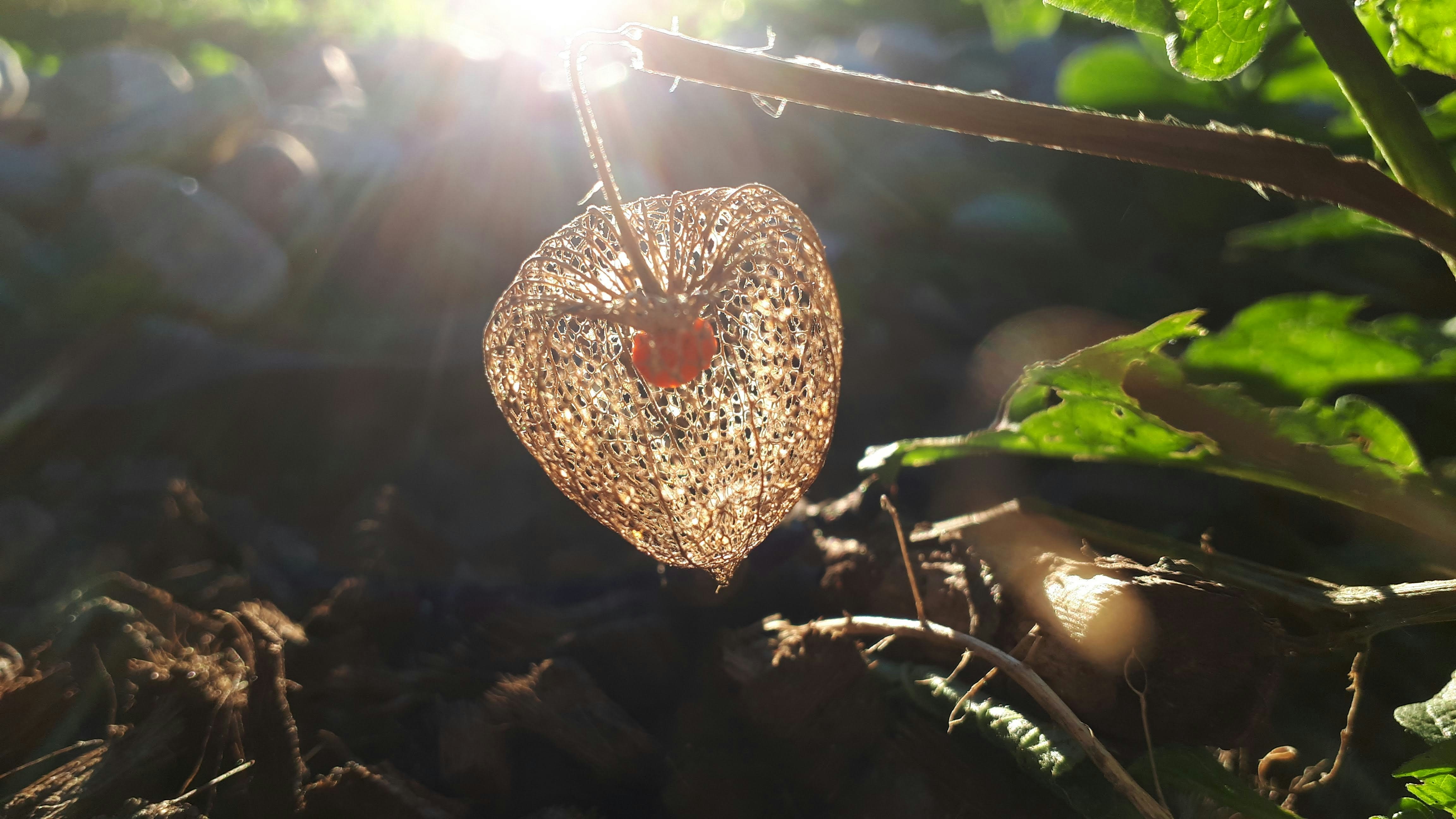 photo 1549829261 17945ecd4e18?ixlib=rb 4.0