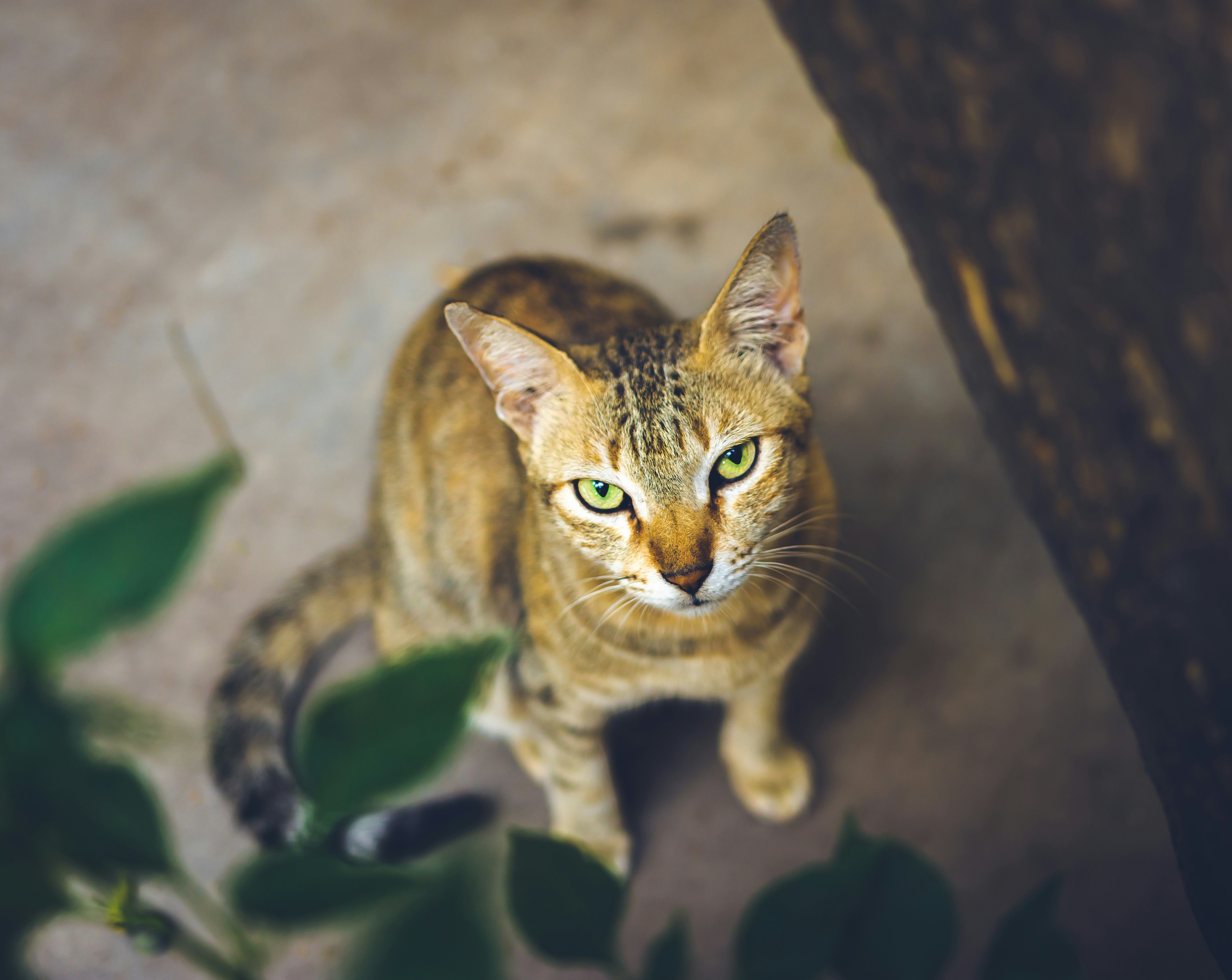 The Intelligence Factor That Demands Stimulation (image credits: unsplash)