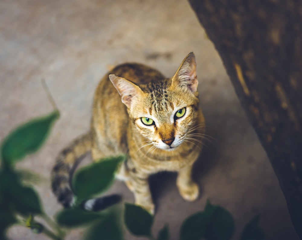 brown tabby cat standing on gray floor