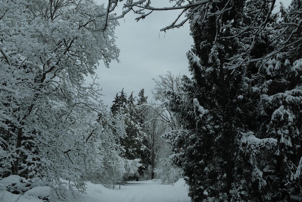 snow covered forest at daytime