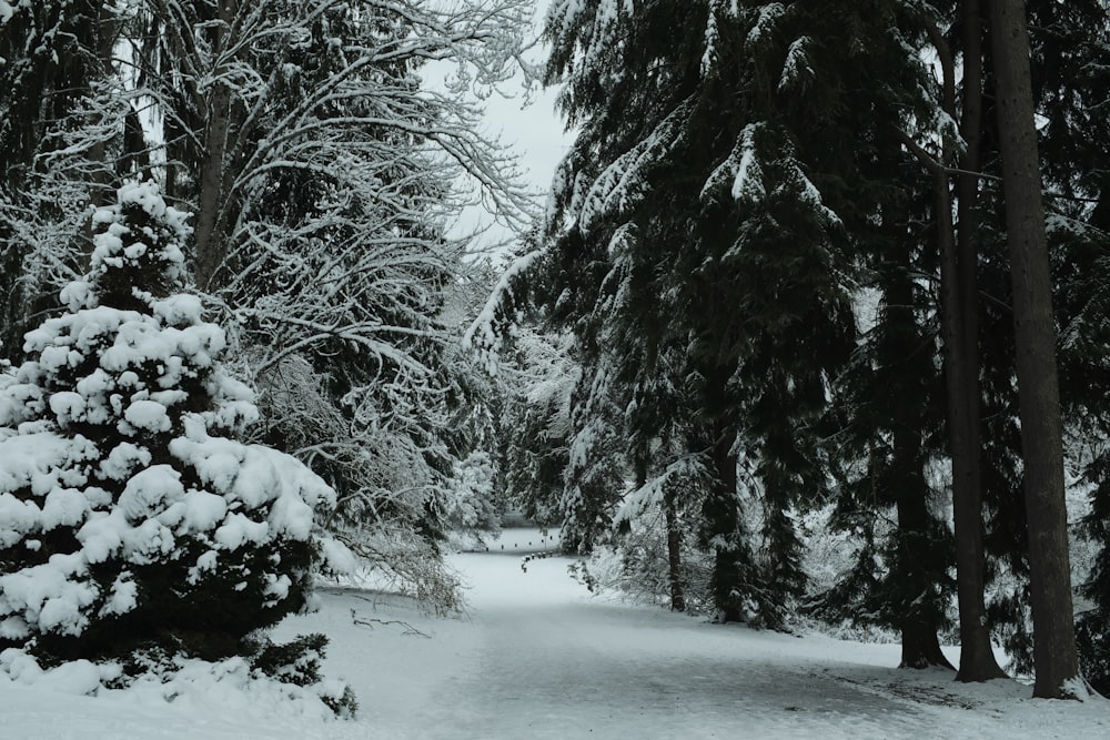 snow covered trees