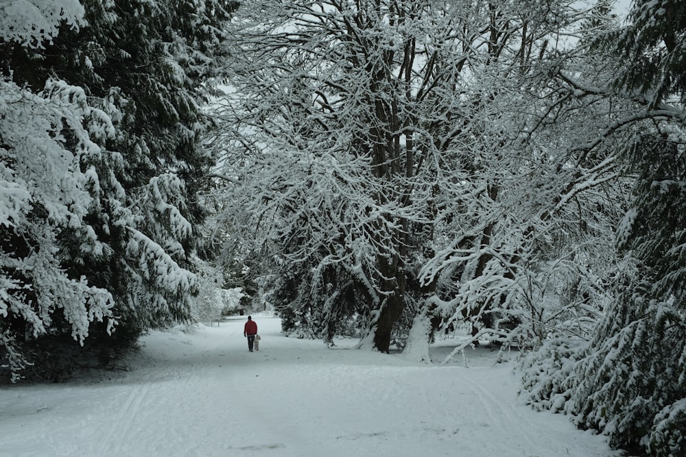 person walking near trees