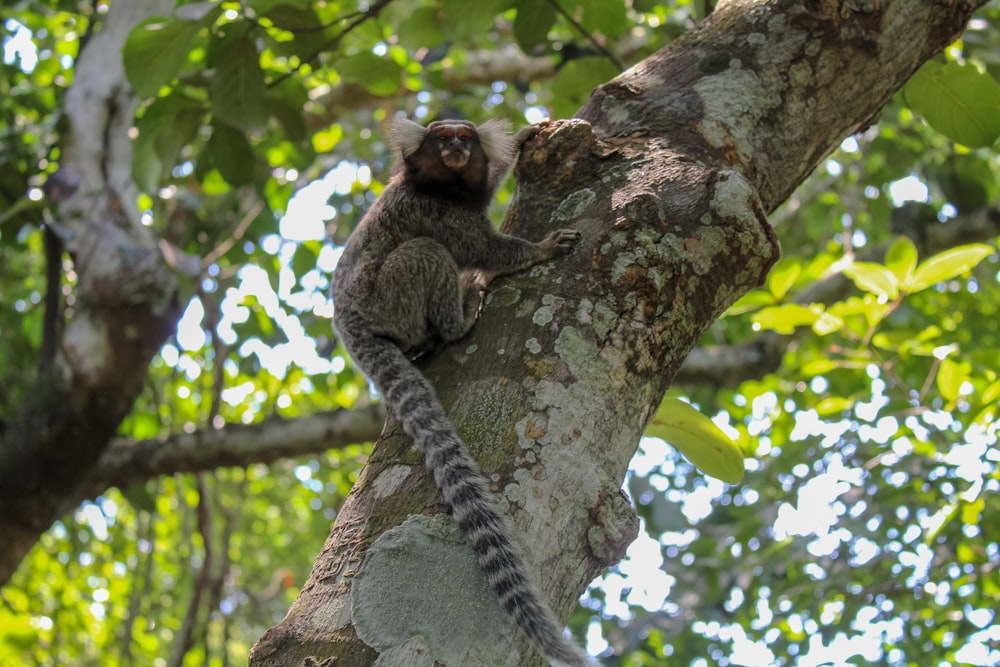 black tarsier on tree