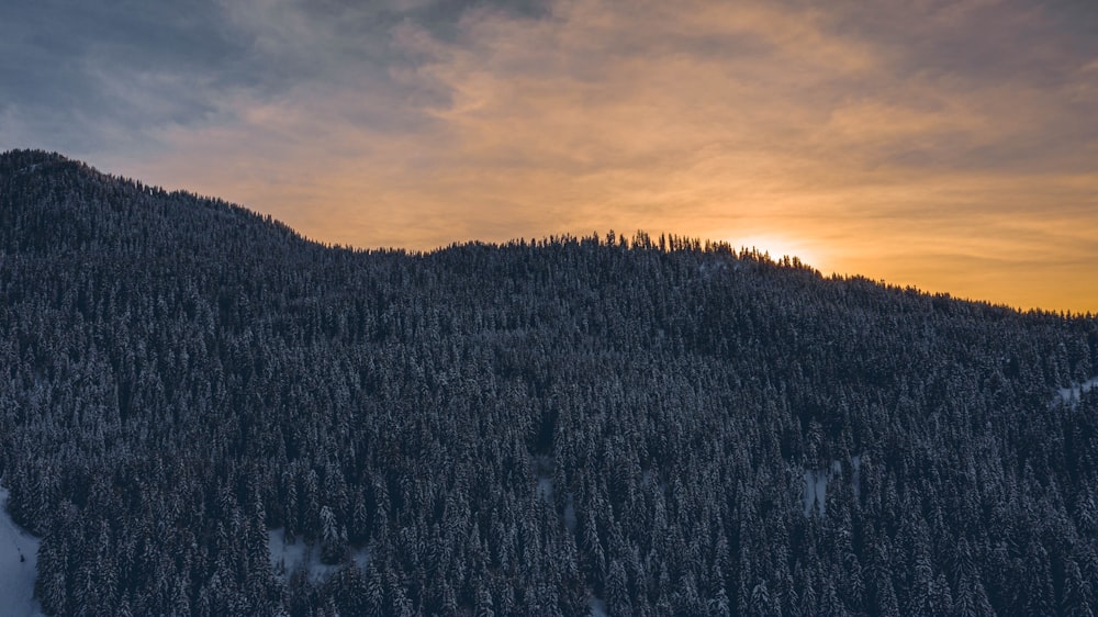 trees on mountain