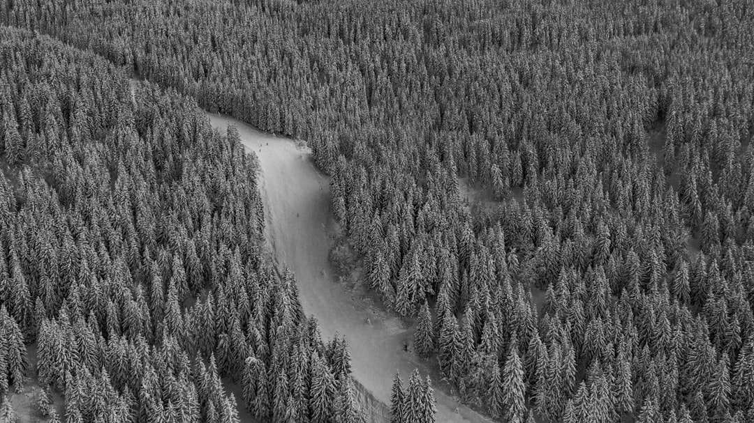 high-angle of road between pine trees in grayscale photography