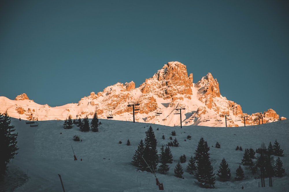 pine trees on mountain