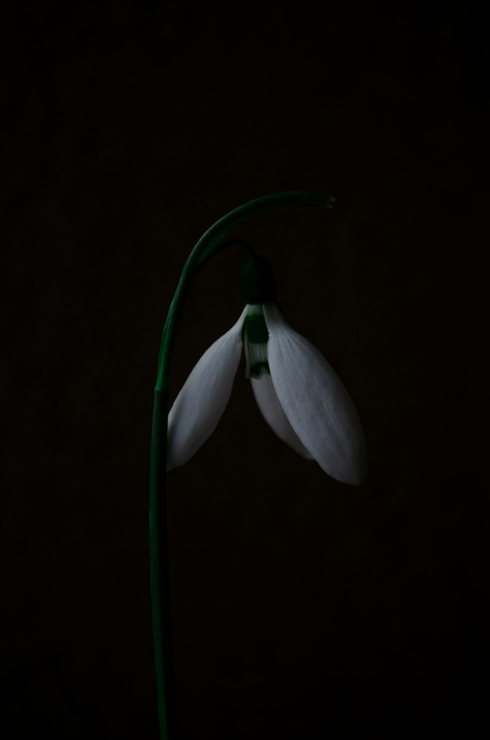 down-facing white petaled flower down