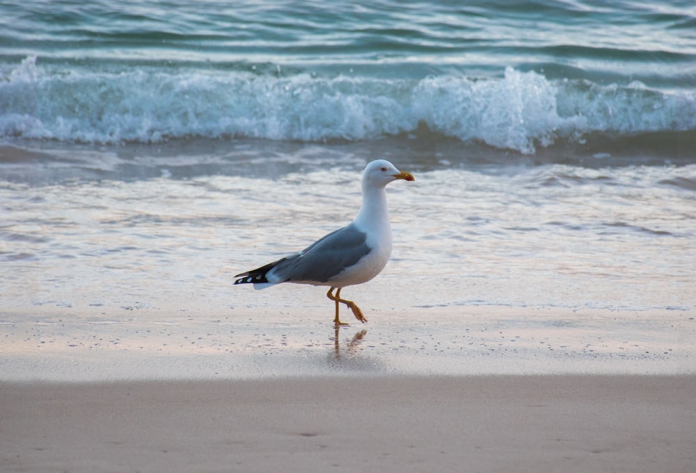 black and white bird on seashore