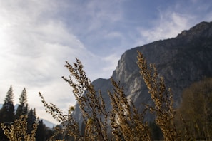 A panoramic view of a Colorado landscape illustrating practical application of the 'right plant, right place' lesson.